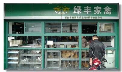 浙江農(nóng)貿(mào)市場的家禽銷售紀實——鏡頭下的煙火人間