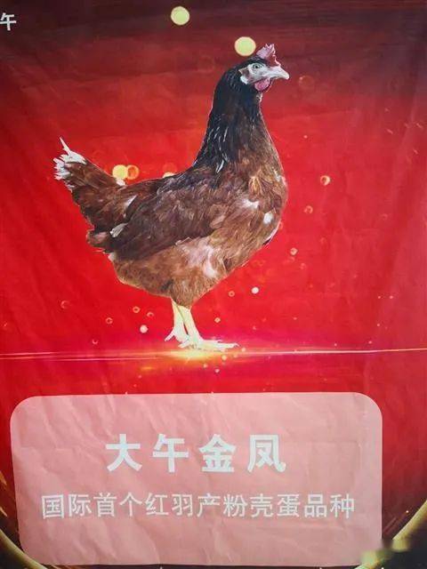 我國蛋雞育種邁入精細化特色化發(fā)展新階段