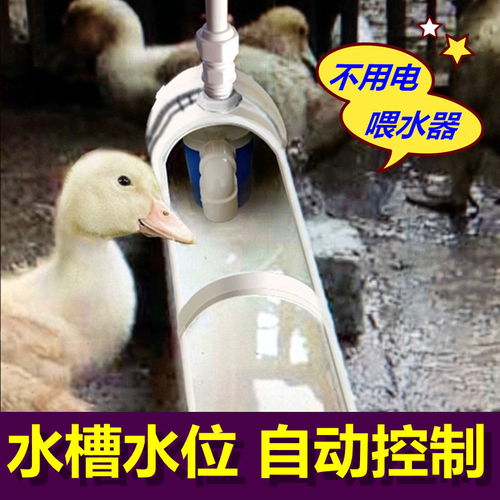 創新養殖 高效便捷的雞鴨鵝自動喂水器