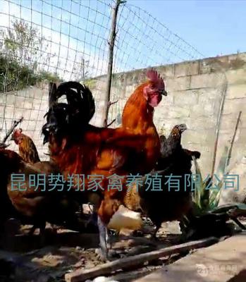 昆明勢翔家禽養殖 專業家禽銷售與技術服務