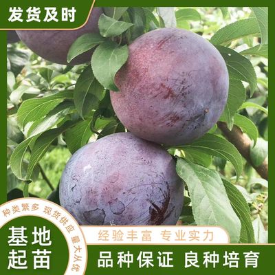 家禽銷售技術服務 現代農業產業鏈中的關鍵環節