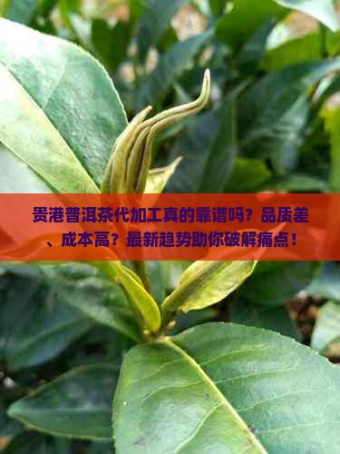 貴港普洱茶代加工真的靠譜嗎？品質差、成本高？最新趨勢助你破解痛點