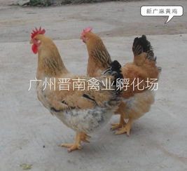 散養土雞與麻黃雞苗孵化場直銷 廠家批發新廣882、K9等優質品種，全國配送與技術服務一體