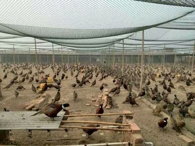江蘇百正孵化場 專業供應優質鵝苗鴨苗，助力家禽養殖產業發展