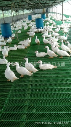 優質農家鵝苗批發銷售 快速生長與強大適應力的理想選擇