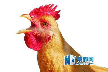 禪城零售戶7月起自主選擇活禽屠宰商，家禽銷售技術(shù)服務(wù)再升級