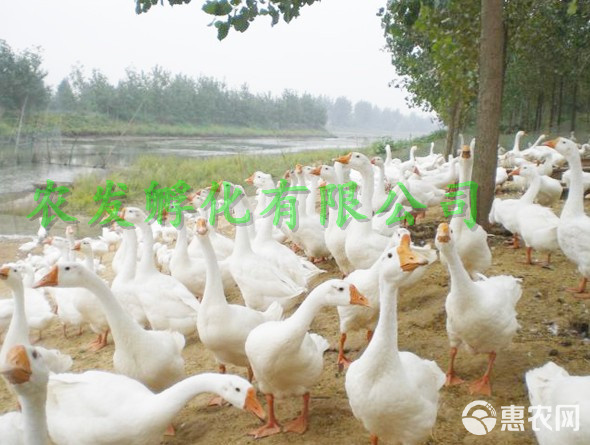 四川白鵝苗 優(yōu)質(zhì)家禽養(yǎng)殖的全方位管理與技術(shù)服務(wù)指南
