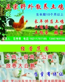 家禽圖與動(dòng)物圖庫在推動(dòng)家禽銷售技術(shù)與服務(wù)中的重要作用